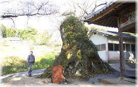 画像:山内神社のムクノキ(幹と並ぶ)