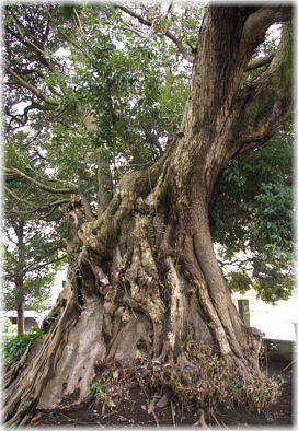 画像:八代の大椎_1