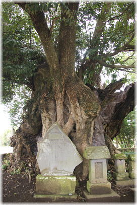 画像:八代の大椎_2