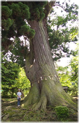 画像:安田の大杉(幹と並ぶ)