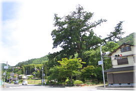 画像:安田の大杉(交差点の対角から)
