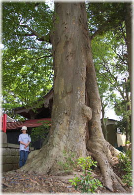 画像:谷田部八坂神社のケヤキ(幹と並ぶ)