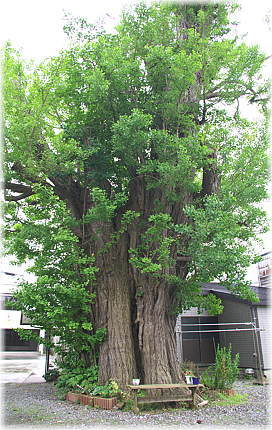 画像:横迎町のイチョウ