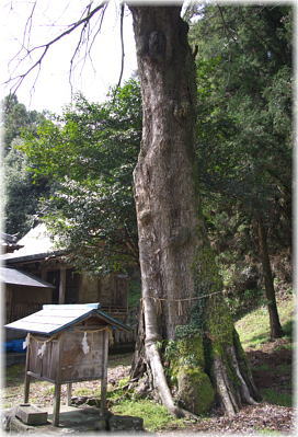 画像:吉田八幡神社のムクノキ_1