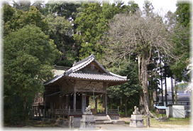画像：吉田八幡神社のムクノキ（全景）