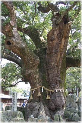 画像:湯蓋の森_3