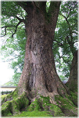 画像:善導寺の大樟_1