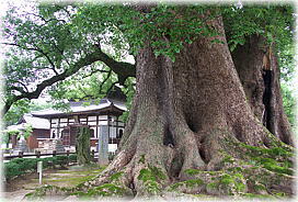 画像:善導寺の大樟_2