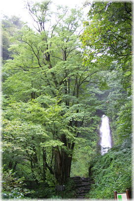 画像:雨滝のカツラ