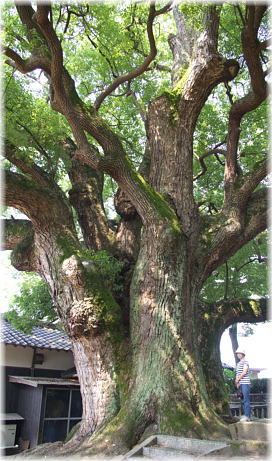 画像:荒神のくすのき(幹と並ぶ)_1
