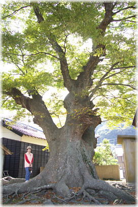 画像:愛宕神社のケヤキ(幹と並ぶ)