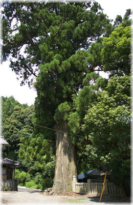 画像:馬岡新田神社のスギ-B