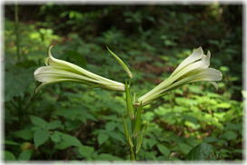 �摜�F�E�o����_1