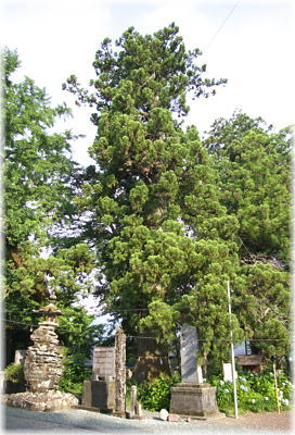 画像:大川上美良布神社のスギ(全景)