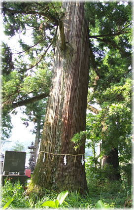 画像:大川上美良布神社のスギ