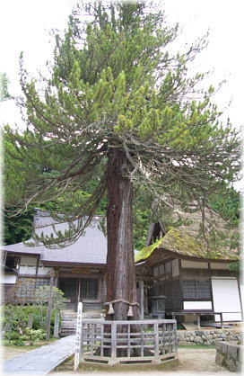 画像:豊乗寺のコウヤマキ
