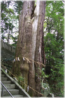 画像:千代の大杉_1