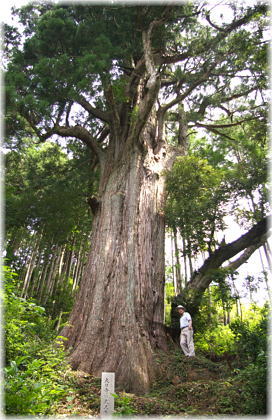 画像:大日寺の大杉(幹と並ぶ)