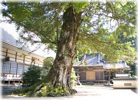 画像:円悟寺のカヤ_3