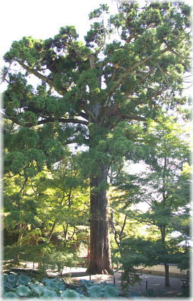 画像:円通寺のスギ(全景)