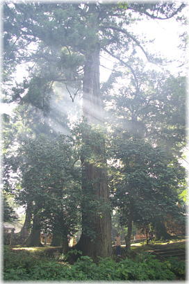 画像：福岡八幡神社のスギ（幹と並ぶ）