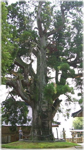 画像:祇園の天狗大杉(幹と並ぶ)
