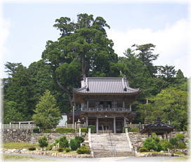 画像:祇園の天狗大杉(遠景)