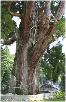 画像:祇園の天狗大杉_1