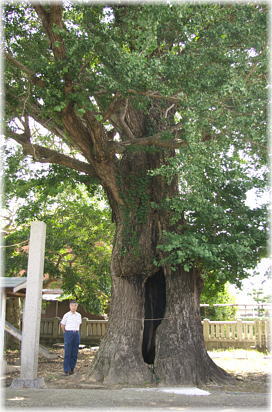画像:五所神社のイチョウ(幹と並ぶ)