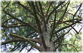 画像：若一王子宮の孕杉