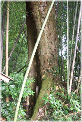 画像:長谷のムクノキ