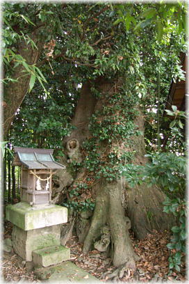 画像:服部神社のムクノキ