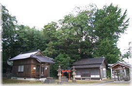 画像:服部神社のムクノキ(遠景)