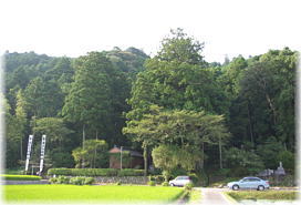 画像:東山祇神社のスギ(遠景)
