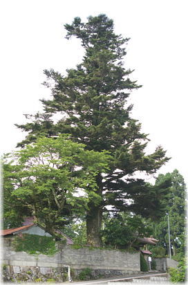 画像:宝樹寺もみの大木(全景)
