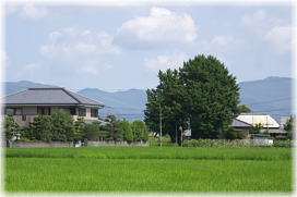 画像:銀杏庵のイチョウ(遠景)
