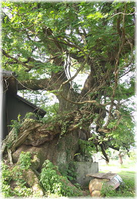 画像:神母神社楠の大木_2