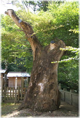 画像:今宮神社のケヤキ