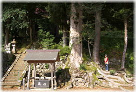 画像:荒霊神社のケヤキ(幹と並ぶ)