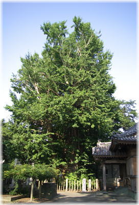 画像:天神のイチョウ(全景)