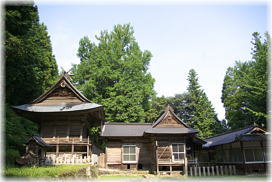 画像:岩倉八幡神社のイチョウ(遠景)