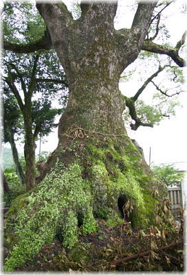 画像:泉八幡宮のクスノキ