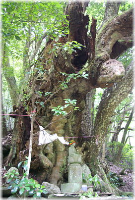 画像:地蔵森のカゴノキ_2