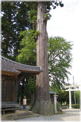 画像：耀山八坂神社のスギ（幹と並ぶ）