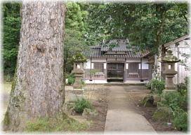 画像：神門神社のモミ
