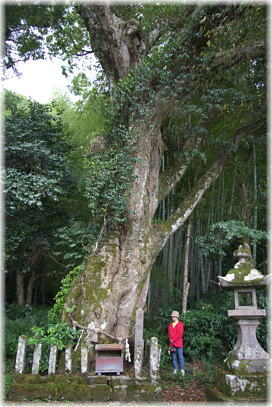 画像:神前神社のケヤキ(幹と並ぶ)