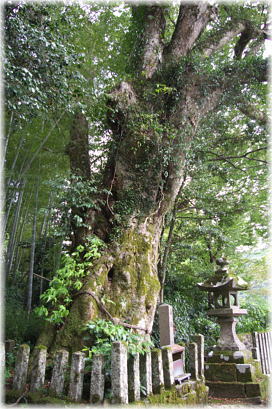画像:神前神社のケヤキ