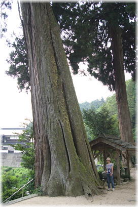 画像:熊野神社五本杉(幹と並ぶ)