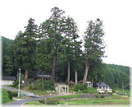 画像:熊野神社五本杉(遠景)