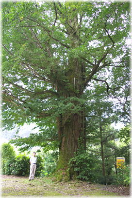 画像:河内堂のイチョウ(幹と並ぶ)